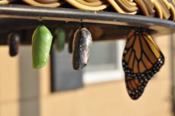 Transformação - Casulos e borboleta